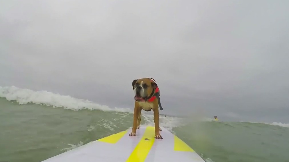 Surf dog competition underway in Huntington Beach